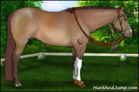 Horse Color:Chocolate Buckskin 