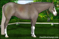 Horse Color:Silver Black Sabino 