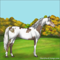Horse Color:Liver Chestnut Mushroom Varnish  and White Spotted Cremello Mushroom Sabino Blanket 
