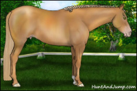 Horse Color:Gray Gold Champagne 