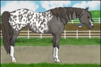 Horse Color:Grullo Appaloosa 