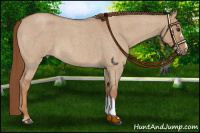 Horse Color:Red Dun Roan 