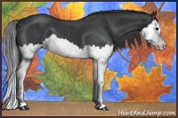 Horse Color:Blue Roan Splash 