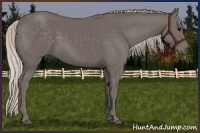 Horse Color:Silver Black 