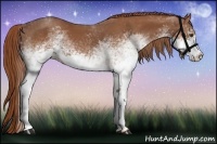 Horse Color:White Spotted Chestnut 