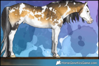 Horse Color:White Spotted Buckskin Onyx Splash