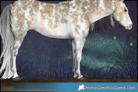 Horse Color:Buckskin Dun Sabino 