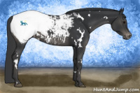 Horse Color:White Spotted Black Snowcap