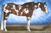 Horse Color:White Spotted Liver Chestnut Splash 