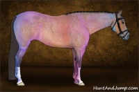 Horse Color:Buckskin Roan 