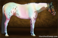 Horse Color:Brown Roan Tobiano Appaloosa Rabicano 
