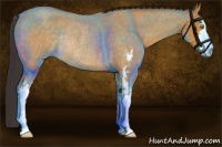 Horse Color:Buckskin Roan Sabino Rabicano