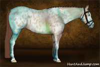 Horse Color:Amber Champagne Roan Sabino Appaloosa 