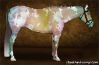 Horse Color:White Spotted Sable Champagne Roan Appaloosa 