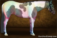 Horse Color:Blue Roan Tobiano