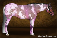 Horse Color:White Spotted Bay Roan Appaloosa Rabicano 