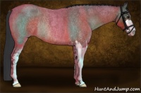 Horse Color:Bay Roan Sabino Rabicano 