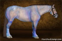 Horse Color:Sable Champagne Roan Appaloosa