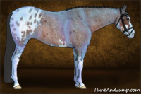 Horse Color:Brown Roan Sabino Appaloosa 