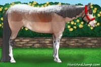 Horse Color:Brown Sabino Rabicano 