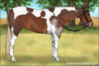 Horse Color:Liver Chestnut Sabino Tobiano 