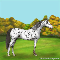 Horse Color:Gray Liver Chestnut Appaloosa