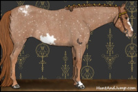 Horse Color:Red Roan Frame Appaloosa