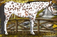 Horse Color:Bay Near Leopard 