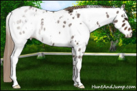 Horse Color:White Spotted Liver Red Roan Appaloosa