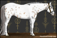 Horse Color:White Spotted Bay Dun Tobiano Leopard 