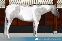 Horse Color:Grullo Roan Tobiano