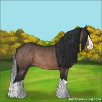 Horse Color:Bay Splash Rabicano