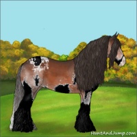 Horse Color:Brown Splash Appaloosa 