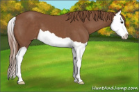 Horse Color:Chestnut Splash Appaloosa 