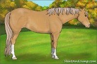 Horse Color:Palomino Varnish 