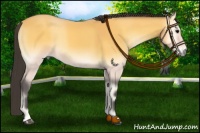 Horse Color:Buckskin Onyx 