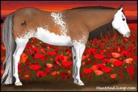 Horse Color:White Spotted Buckskin Splash 