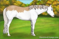 Horse Color:Palomino Roan Splash Varnish 