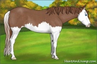 Horse Color:Red Roan Splash Appaloosa 