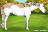 Horse Color:Palomino Roan Splash