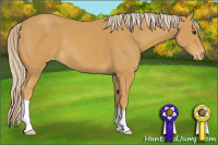 Horse Color:Palomino Appaloosa