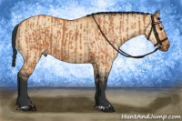 Horse Color:Bay  and Bay Dun 