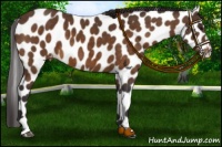 Horse Color:Buckskin Sabino Leopard 