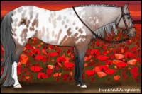 Horse Color:Bay Roan Appaloosa 