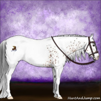 Horse Color:White Spotted Bay Appaloosa 
