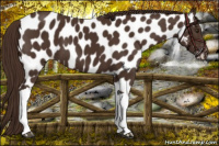 Horse Color:Liver Chestnut Appaloosa 