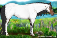 Horse Color:Brown Appaloosa 