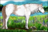 Horse Color:White Spotted Chestnut 