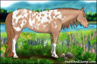 Horse Color:Gold Champagne Appaloosa 