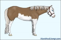 Horse Color:Silver Smoky Black Sabino Splash Appaloosa